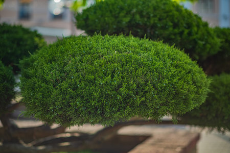 Lush foliage of a perfectly sculpted bonsai tree thrives in a serene garden, soaking up sunlight.