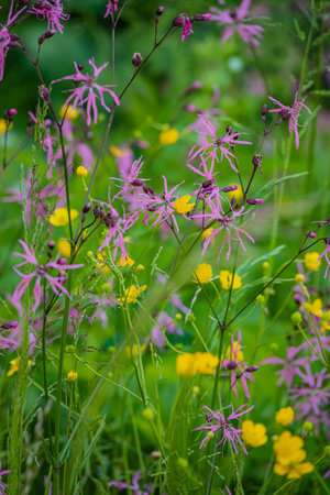 Vibrant wildflowers in purple and yellow bloom in a lively meadow, showcasing nature's beauty.の写真素材