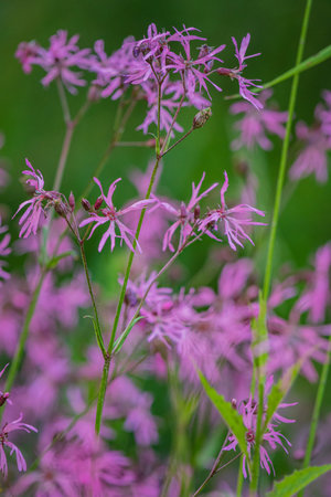 Colorful clusters of delicate pink wildflowers dance in the soft breeze amid rich green foliage.の写真素材