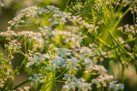 A beautiful display of tiny white flowers swaying gently in the breeze under the sun's glow.の写真素材