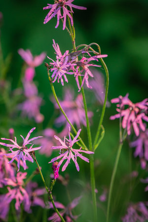 Delicate clusters of pink wildflowers dance in a gentle breeze, highlighting nature's beauty.の写真素材