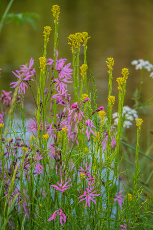 Colorful wildflowers dance along the riverbank as soft sunlight illuminates their delicate petals.の写真素材