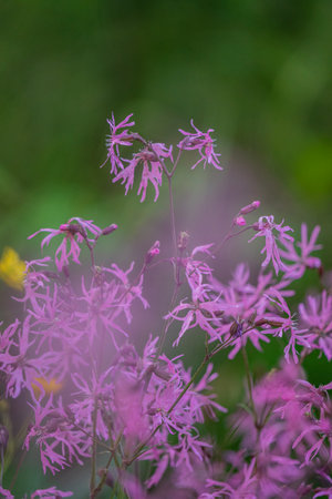 A vibrant cluster of pink wildflowers dances gently with the evening breeze in a serene meadow.の写真素材