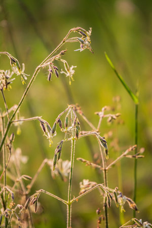Wildflowers sway in the breeze, glowing in the evening's fading golden light.の写真素材
