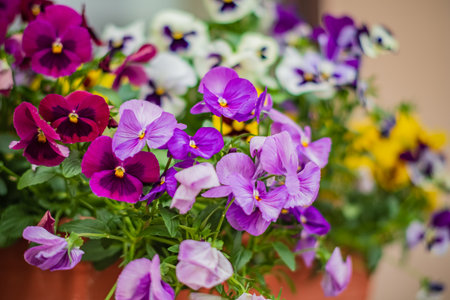 Clusters of vibrant pansies in shades of purple, yellow, and white fill a garden with life.の写真素材