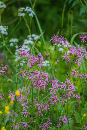 Colorful wildflowers flourish in a vibrant green meadow, embodying spring's beauty and renewal.の写真素材