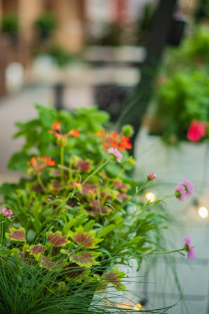 A delightful array of blossoms and greenery decorates a peaceful walkway in full spring bloom.の写真素材