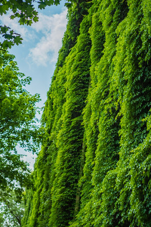 Dense greenery covers a vertical surface, showcasing nature's beauty amidst urban architecture.の写真素材