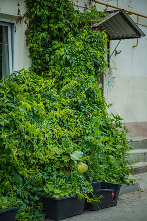 Vibrant green vines drape over a house corner, adding a lively touch to the urban scene.の写真素材
