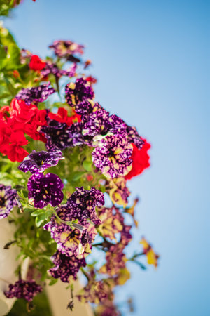 Colorful blossoms in shades of purple and red cascade downward, embracing the bright blue sky above.の写真素材