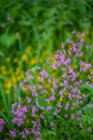 Pink and yellow wildflowers contrast beautifully in a lush landscape at sunrise.の写真素材