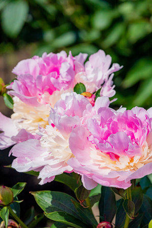 Vibrant peonies are full of life, displaying stunning pink petals and lush green leaves in a garden.の写真素材