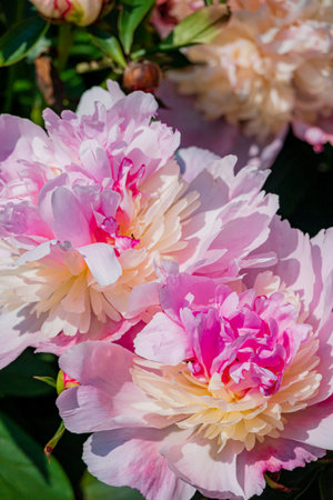 Delicate peonies bloom in pink and cream, thriving in a sunny garden.の写真素材