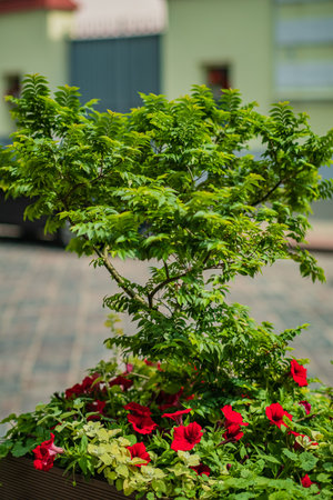 A stunning bonsai rises amidst blooming red flowers, highlighting nature's harmony in a garden.の写真素材
