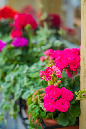 A bed of lively pink geraniums showcases their beauty against lush greenery and warm sunlight.の写真素材