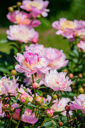 Delicate pink peonies bloom amidst lush green foliage, creating a picturesque spring garden display.の写真素材
