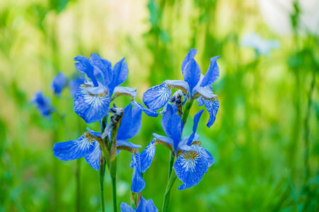 Delicate blue blooms showcase intricate patterns in a thriving garden, basking in warm sunlight.