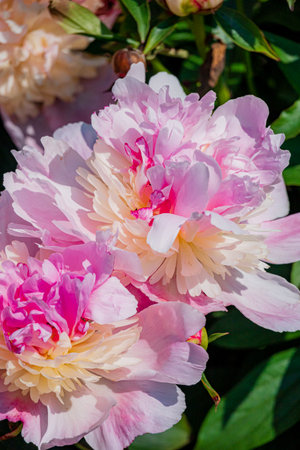 Vibrant pink and creamy white peonies burst into bloom, basking in the warm sunlight of spring.の写真素材