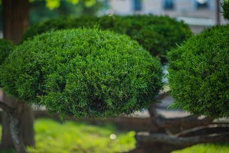 Lush bonsai trees with rounded foliage stand gracefully in a peaceful garden under bright sunlight.