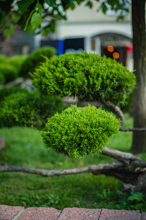 A bright green bonsai tree graces a serene garden, showcasing nature's beauty.