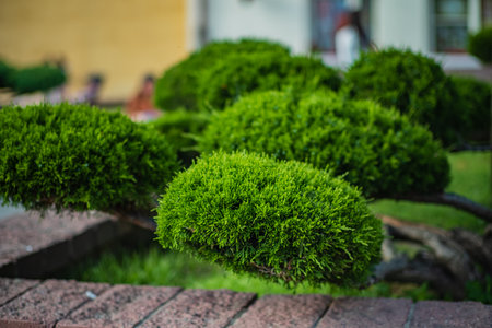 A delicate bonsai flaunts vibrant green leaves against rustic stones in a serene garden.の写真素材