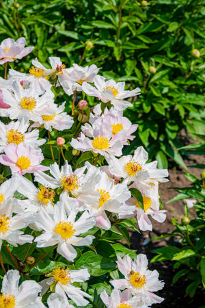 Delicate white and pink flowers with yellow centers bloom among lush green leaves on a sunny day.の写真素材