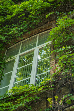 Sunlight filters through green leaves on an old window, offering a serene escape.の写真素材