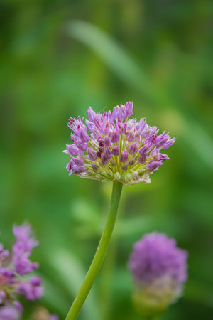 A vibrant wildflower with purple petals stands tall in a sunlit green meadow.