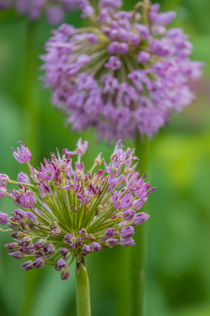 Tiny purple flowers dance in the garden, highlighting nature's beauty and tranquility.