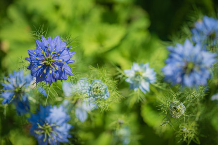 Delight in the vibrant blue and green hues of nigella flowers blooming under the warm sunlight.の写真素材