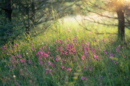 Wildflowers burst with color in a lush green meadow, illuminated by soft golden sunlight.の写真素材