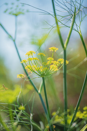 Bright yellow bloom blossoms rise elegantly among vibrant green plants during a sunny day outdoors.の写真素材