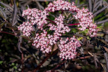 Tiny pink flowers contrast beautifully with dark leaves, swaying in the breeze.の写真素材