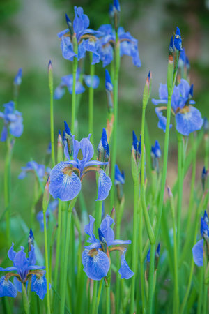 Blue irises blossom amidst lush green foliage, celebrating the vibrancy of spring.