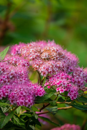 Vibrant clusters of pink blossoms adorn the garden, showcasing nature's beauty in full bloom.の写真素材