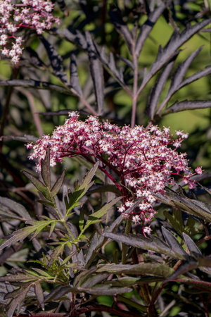 Delicate pink blossoms contrast beautifully with lush dark leaves in a serene garden setting.