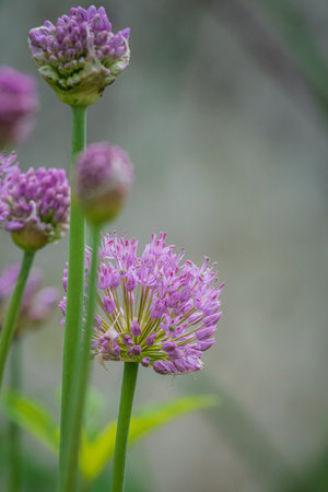 decorative onion flowers in the gardenの写真素材