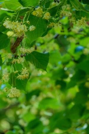linden tree in the park