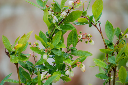 Lush green leaves and delicate white blossoms adorn blueberry plants, glistening with raindrops.の写真素材