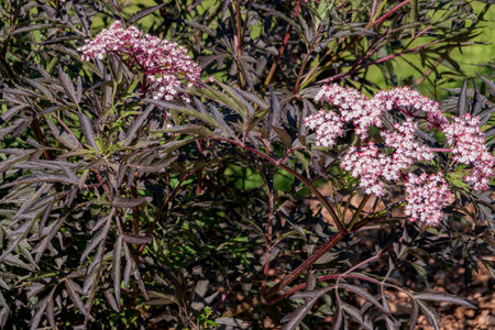 Lush green leaves cradle soft pink blooms under clear blue skies, showcasing nature's beauty.の写真素材