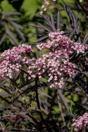 Delicate wildflowers bloom amidst lush greenery, showcasing nature's artistry in springtime.