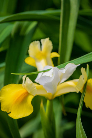 Bright yellow and white petals bloom gracefully from rich green leaves in spring.