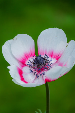 A vibrant pink and white anemone flower blooms amid lush greenery in sunlight.の写真素材