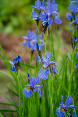 Vibrant blue irises sway gracefully as the spring sun illuminates the lush garden surroundings.