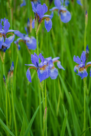 Delicate purple iris flowers rise above lush green grass in a serene natural setting.