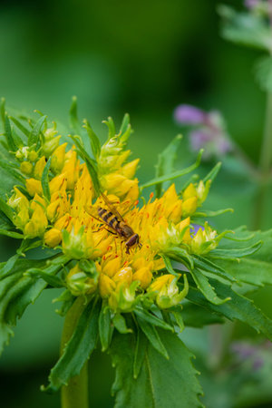 A busy pollinator collects nectar from bright yellow petals surrounded by greenery.
