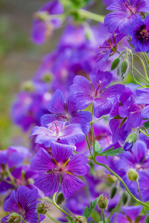 Delicate purple blossoms flourish among lush green foliage, creating a calming outdoor haven.