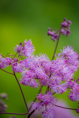 Bright purple flowers bloom against a fresh green backdrop, showcasing nature's beauty.