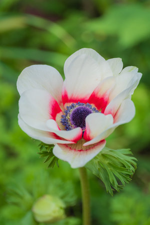 A white anemone with red accents blooms amid lush greenery, highlighting nature's beauty.の写真素材