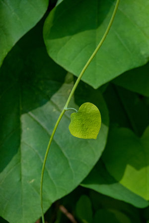 A heart-shaped leaf stands out among green, symbolizing nature's growth.